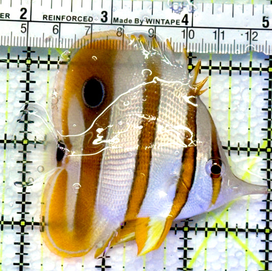 Copperband Butterflyfish CB083102 WYSIWYG Size: ML 3.25"