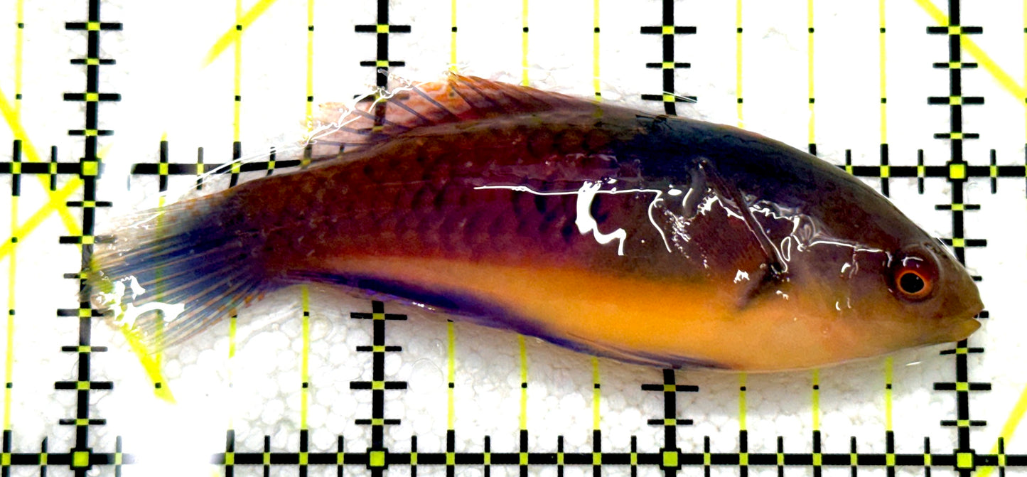 Blueside Fairy Wrasse BFW081702 WYSIWYG Size: L 3" approx