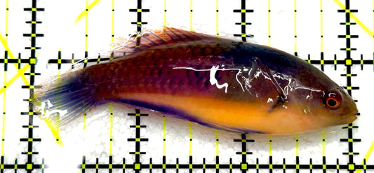 Blueside Fairy Wrasse BFW081702 WYSIWYG Size: L 3" approx
