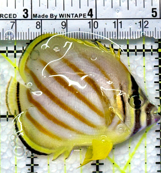 Ornate Butterflyfish OB083101 WYSIWYG Size: M 2.5"