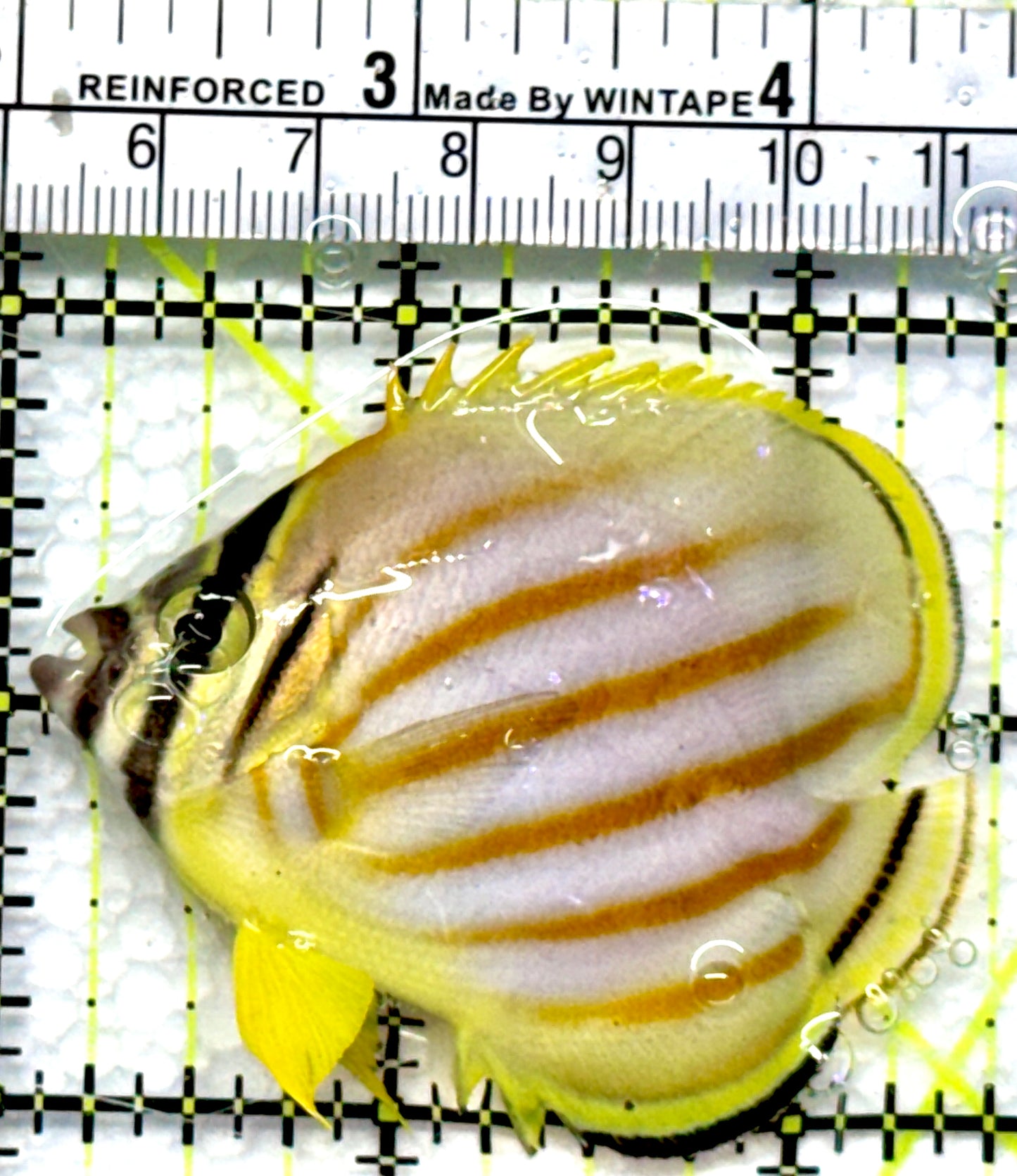 Ornate Butterflyfish OB083101 WYSIWYG Size: M 2.5"