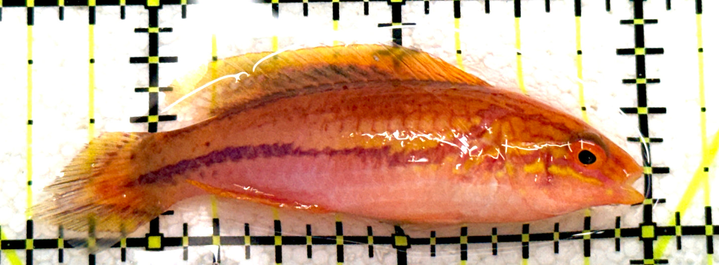 Pintail Fairy Wrasse PFW081703 WYSIWYG Size: L 2.25" approx