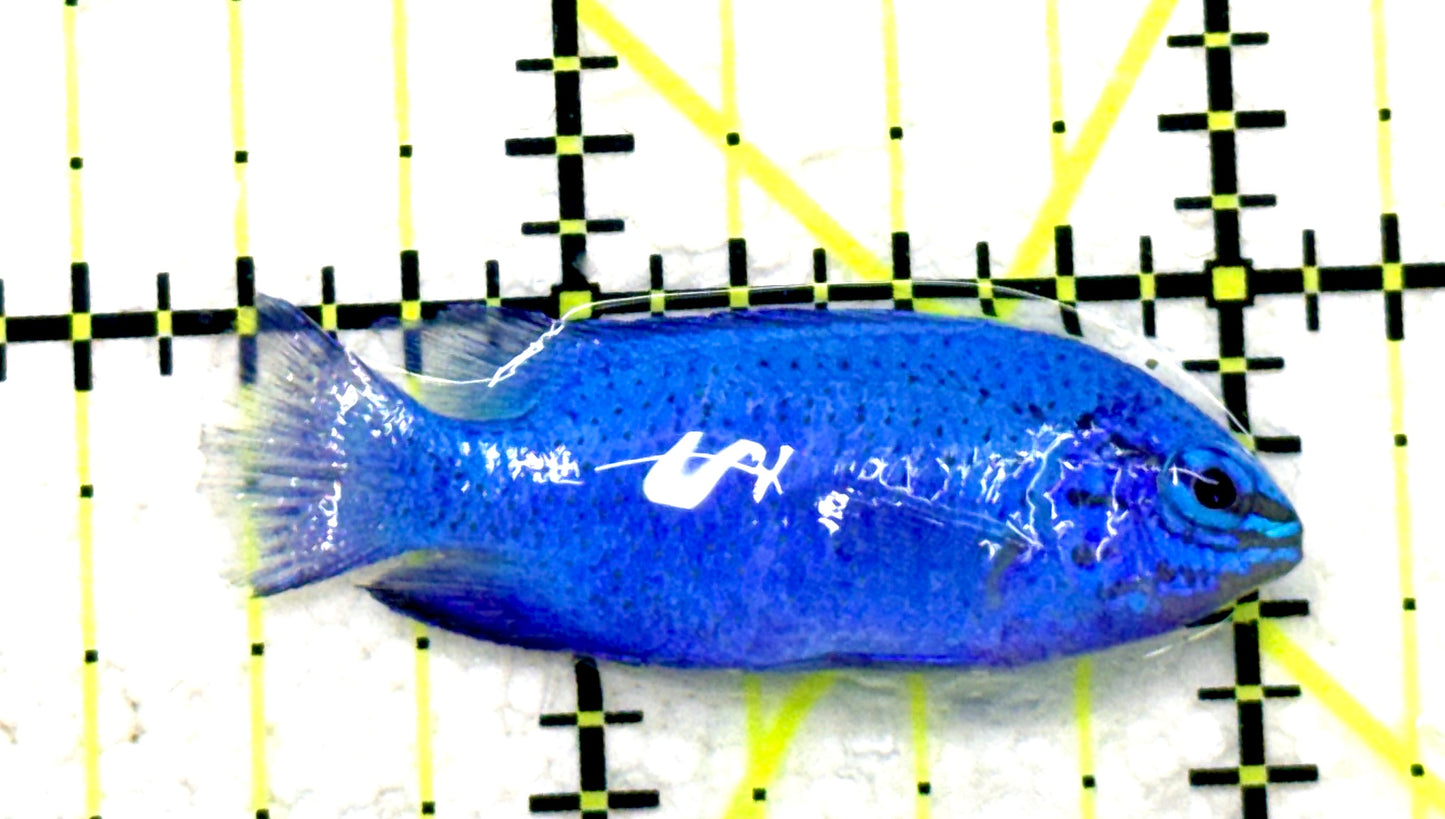 Blue Damselfish BD081701 WYSIWYG Size: S 1.5" approx