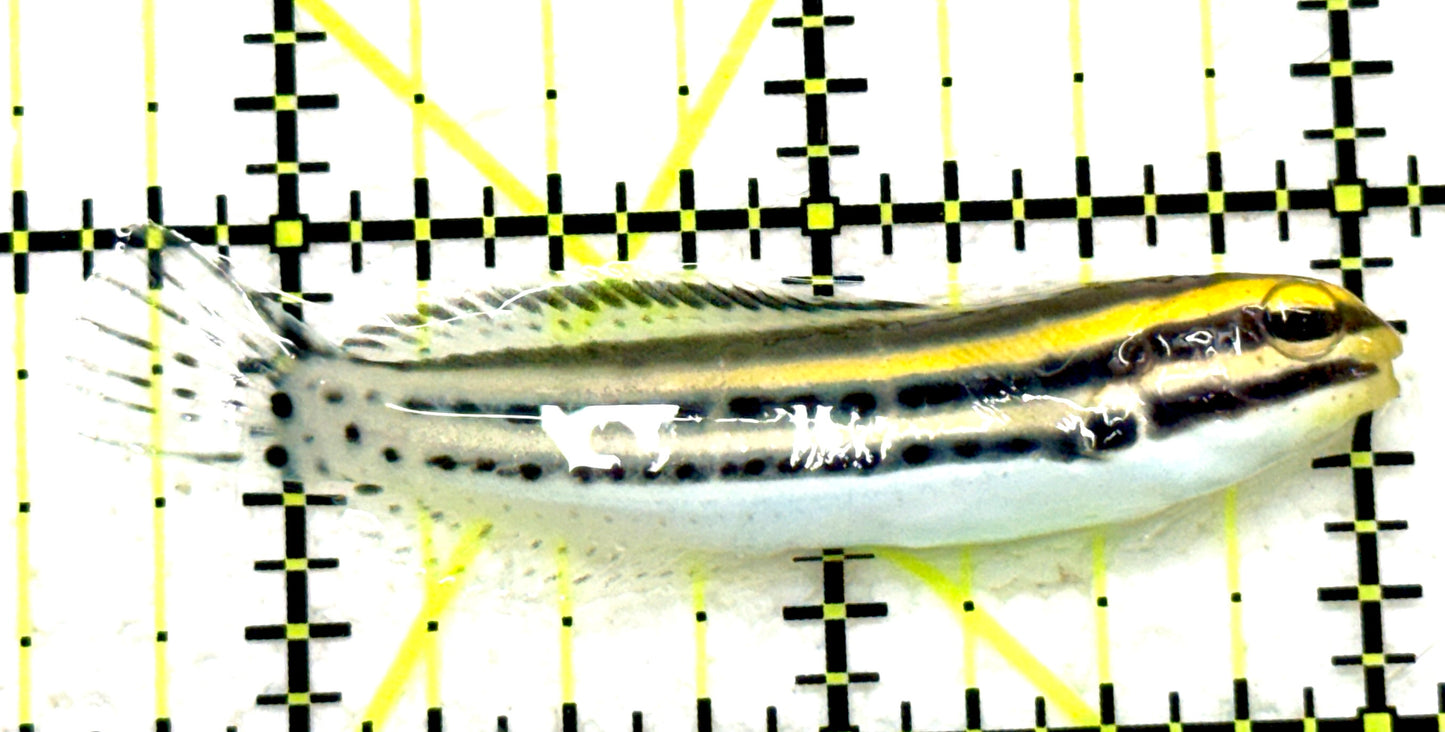 Grammistes Blenny GB081701 WYSIWYG Size: ML 2.5" approx