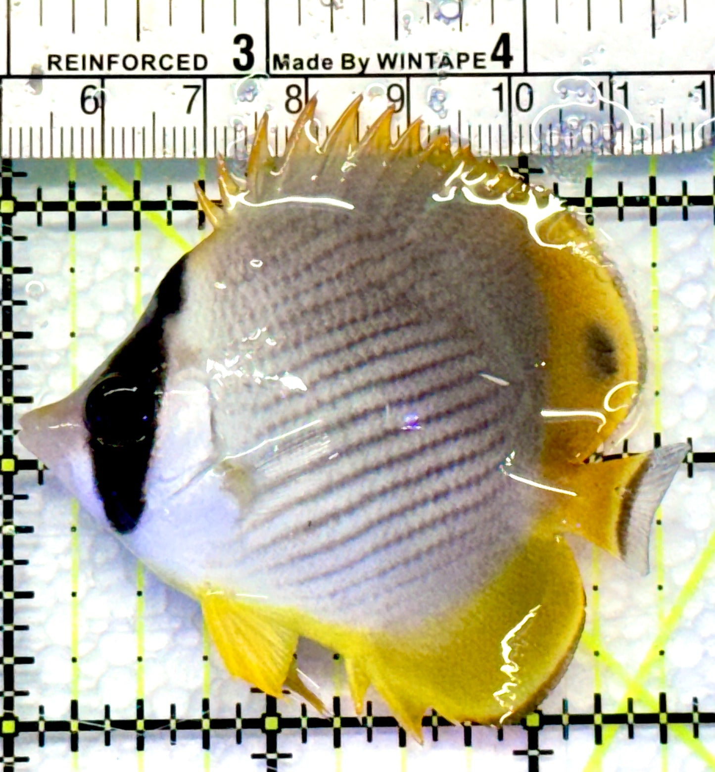 Philippine Panda Butterflyfish PPB083101 WYSIWYG Size: S 2.5"