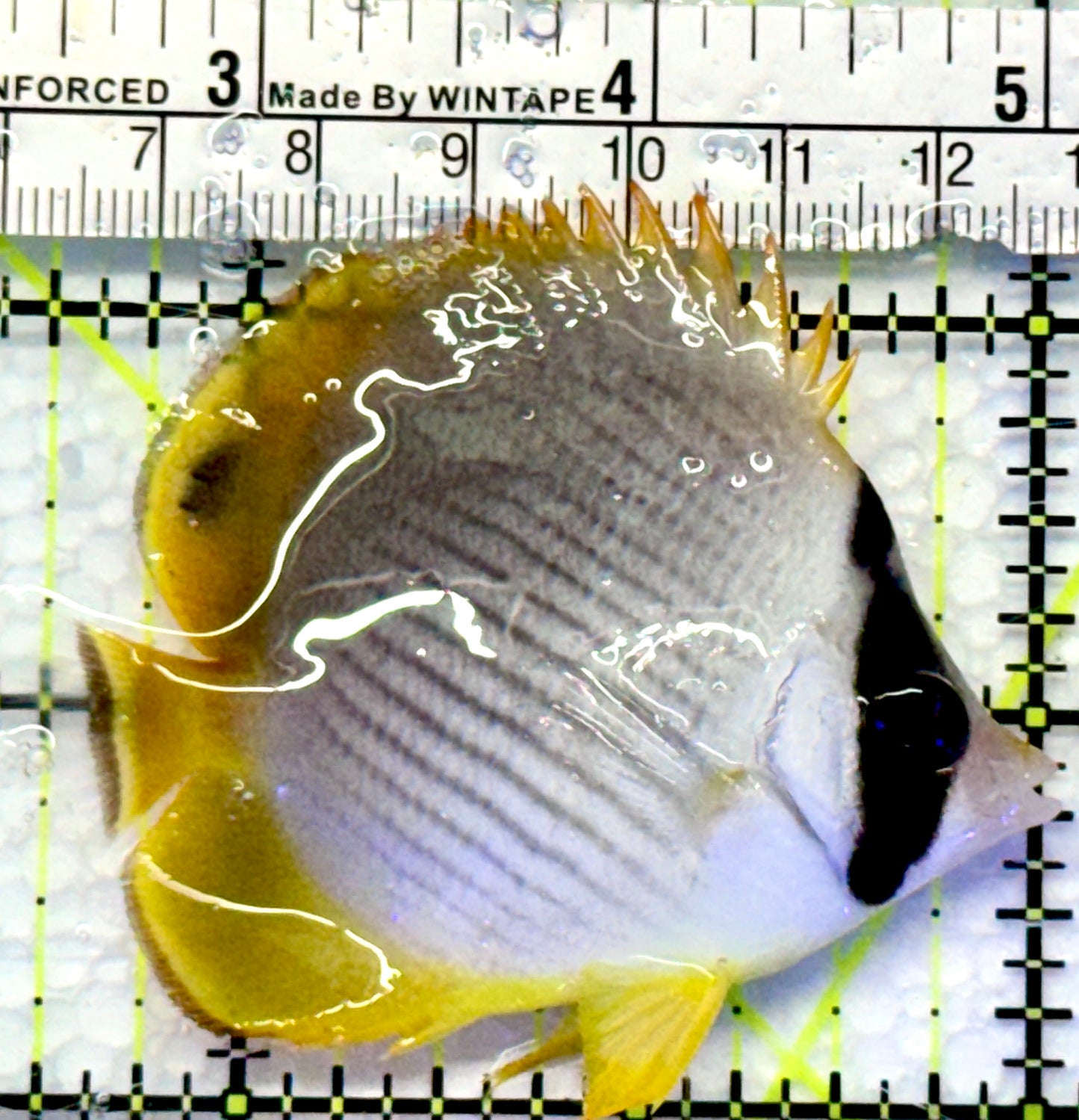 Philippine Panda Butterflyfish PPB083101 WYSIWYG Size: S 2.5"