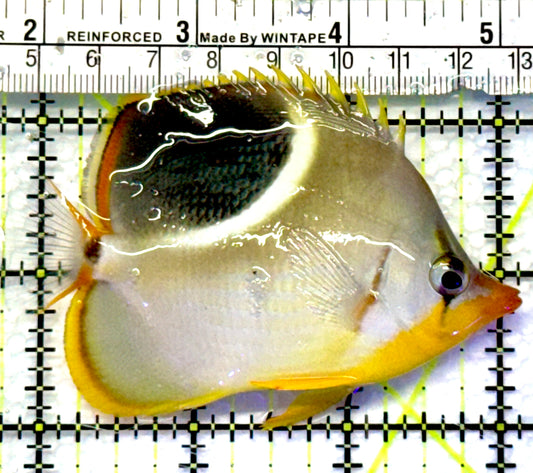 Saddleback Butterflyfish SB083003 WYSIWYG Size: L 3.5"
