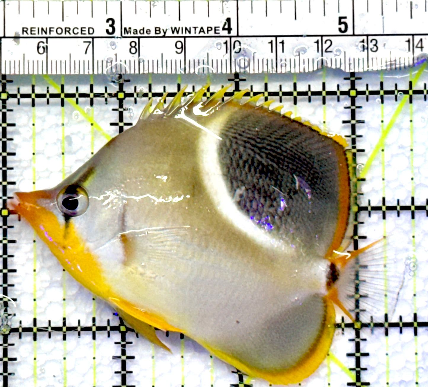 Saddleback Butterflyfish SB083003 WYSIWYG Size: L 3.5"