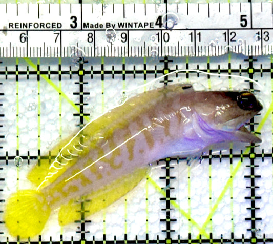 Bali Tiger Jawfish BTJ083101 WYSIWYG Size M : 3.25"