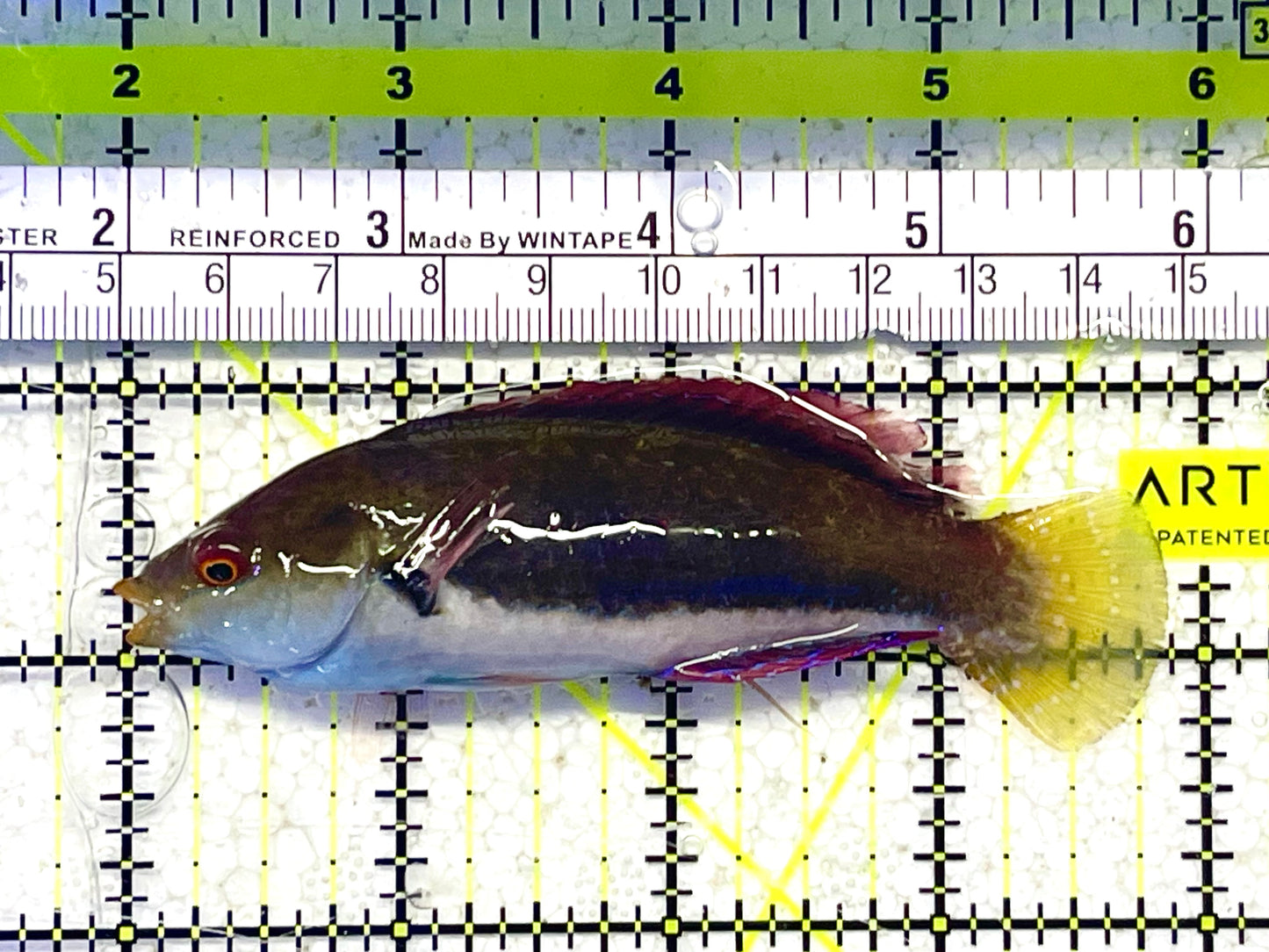 Dotted Fairy Wrasse (Tonga) Special Grade Size: M 3" to 4"