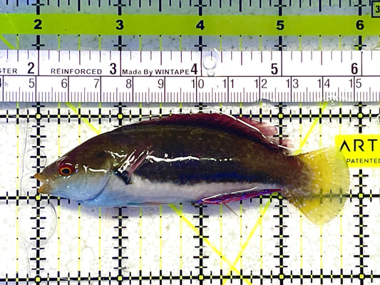 Dotted Fairy Wrasse (Tonga) Special Grade Size: L 4" to 5"