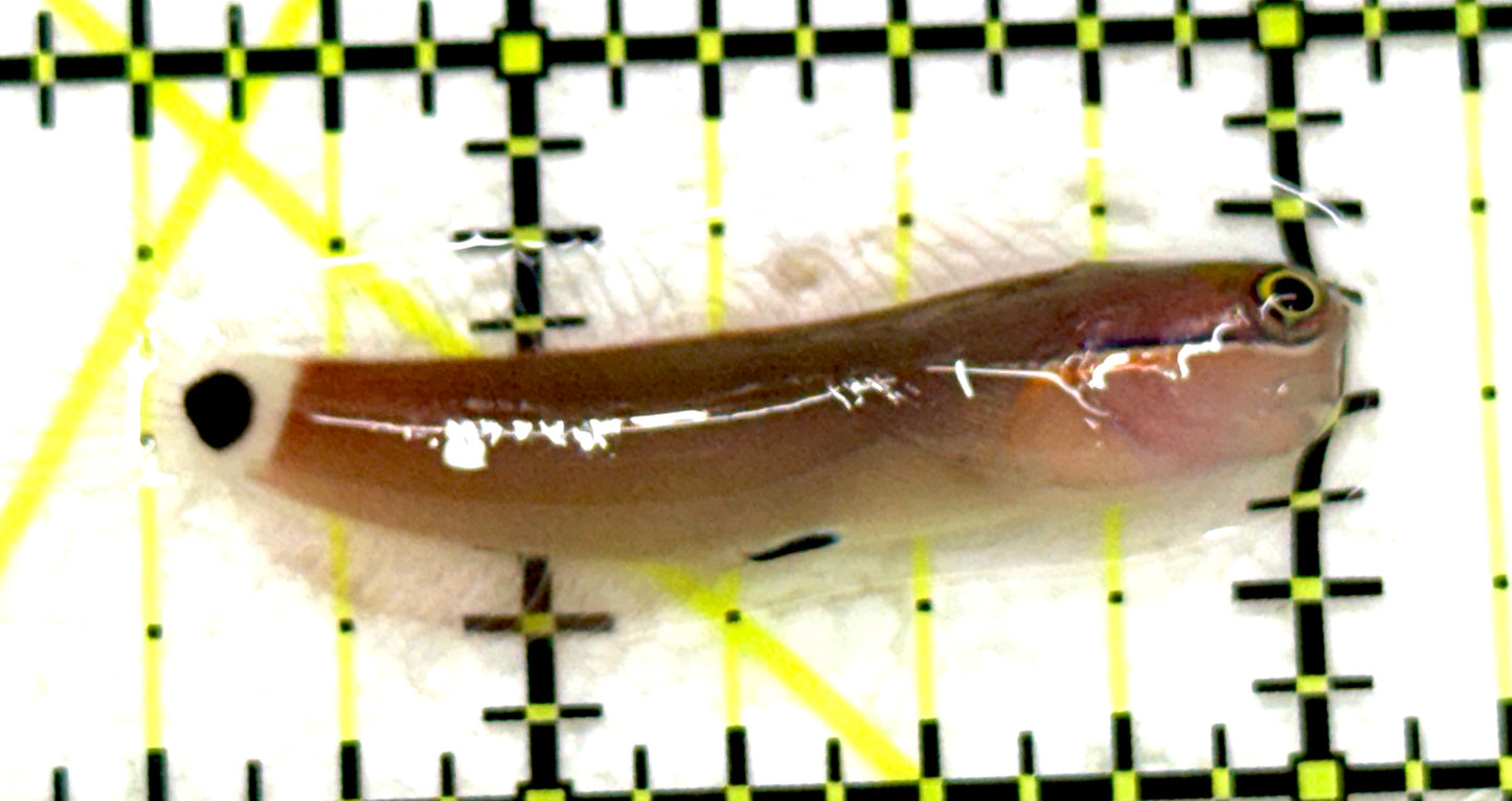 Tailspot Blenny TB081701 WYSIWYG Size: S 1.5" approx