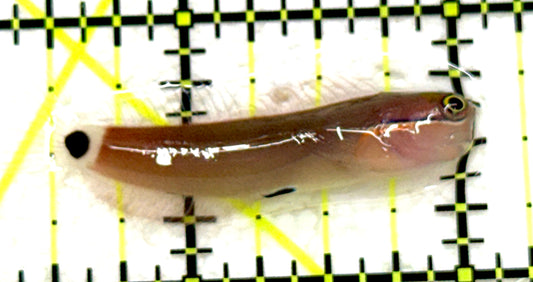 Tailspot Blenny TB081701 WYSIWYG Size: S 1.5" approx