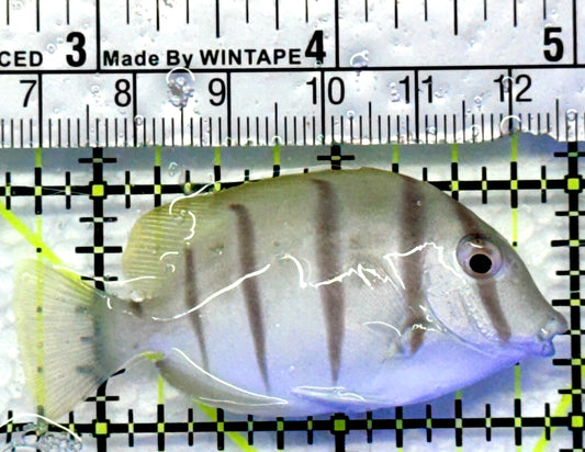Convict Tang CT083101 WYSIWYG Size: S 2.25"