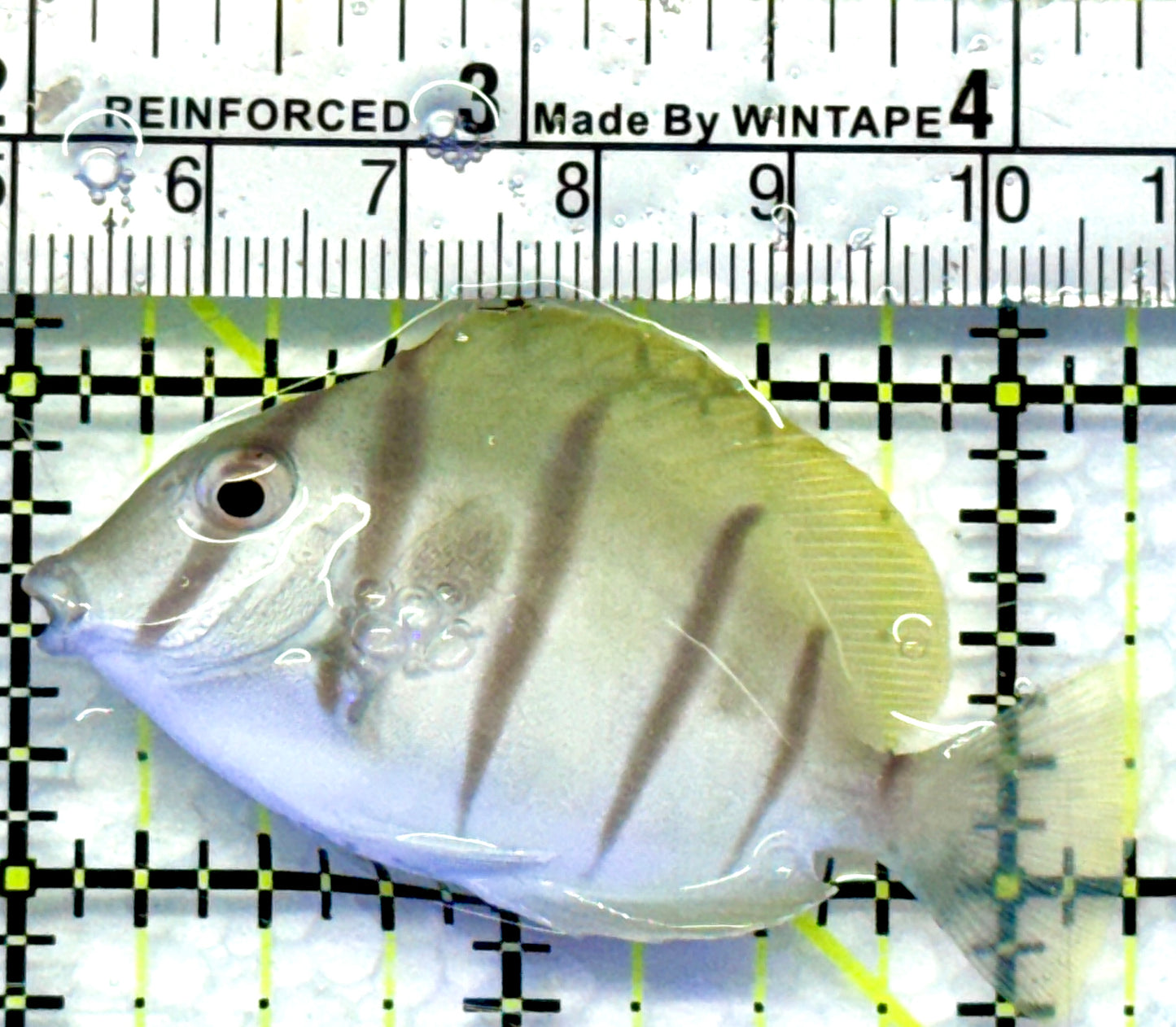 Convict Tang CT083101 WYSIWYG Size: S 2.25"