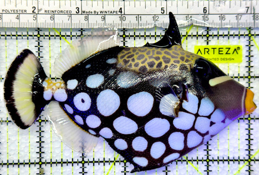 Clown Triggerfish CT083101 WYSIWYG Size: L 6"