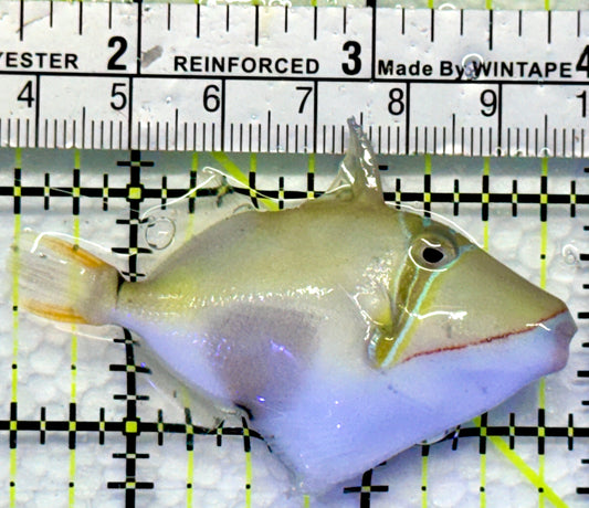 Bursa Triggerfish BT083101 WYSIWYG Size: M 2.5"