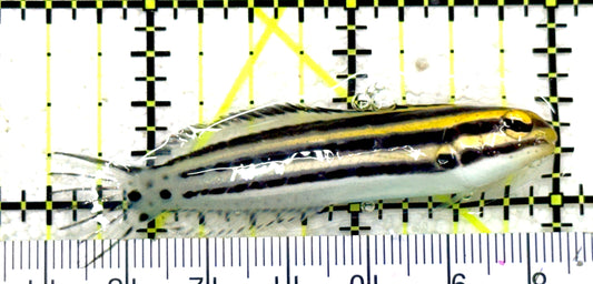 Grammistes Blenny GB081702 WYSIWYG Size: ML 2.5" approx