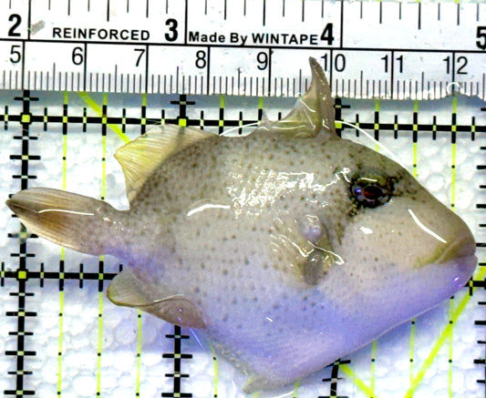 Yellowmargin Triggerfish YT083101 WYSIWYG Size: SM 3"