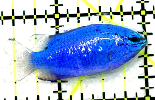 Blue Damselfish BD081702 WYSIWYG Size: S 1.5" approx
