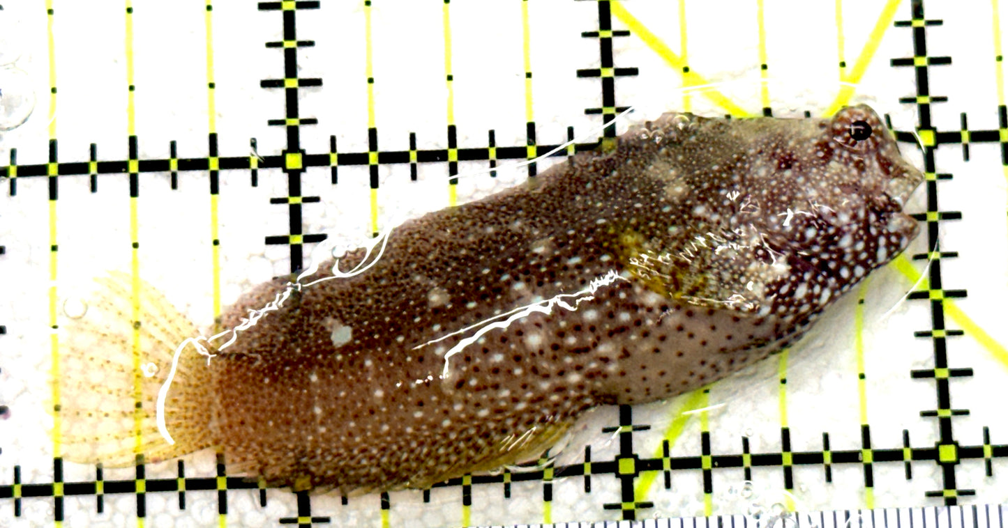 Starry Blenny SB081702 WYSIWYG Size: M 2.75" approx
