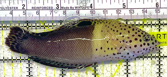 Twin Spot Adult Wrasse TSAW012101 WYSIWYG Size: XXL 4.75" approx