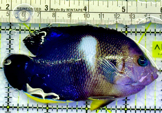Keyhole Angelfish KA083101 WYSIWYG Size: L 4"