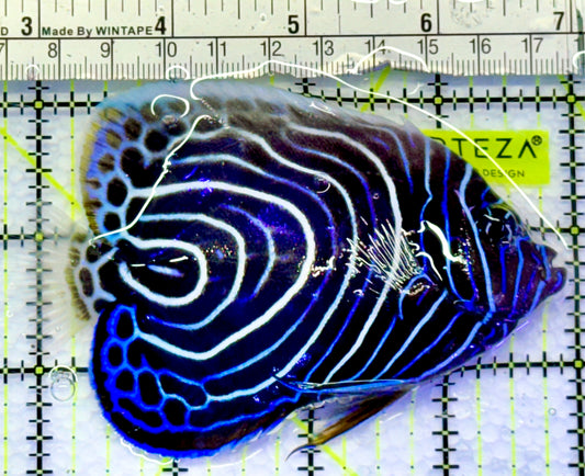 Emperor Angelfish Juvenile EAJ083101 WYSIWYG Size: L 4"