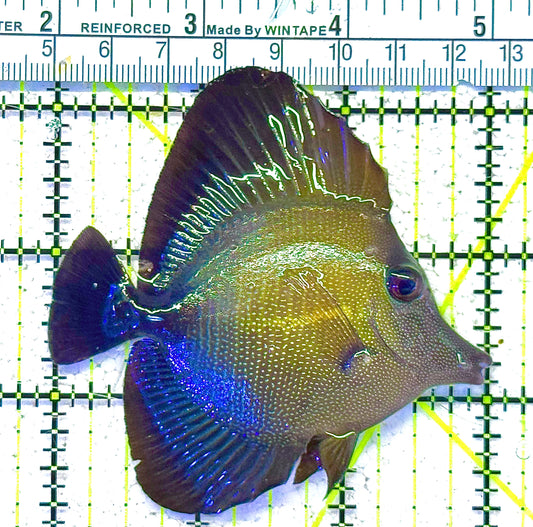 Scopas Tang (Calayan) Size: XL 5" to 6"