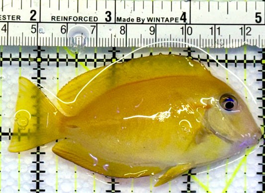 Orange Shoulder Tang Juvenile OST083101 WYSIWYG Size: M 3.25"