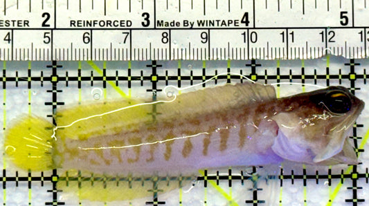 Bali Tiger Jawfish BTJ083102 WYSIWYG Size M : 3.5"
