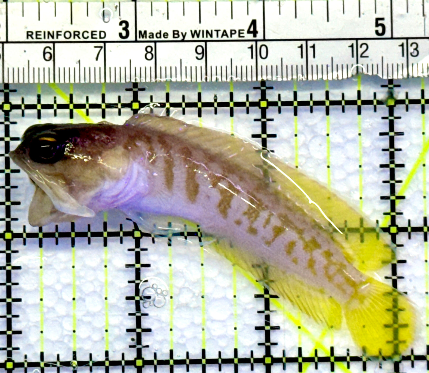 Bali Tiger Jawfish BTJ083102 WYSIWYG Size M : 3.5"
