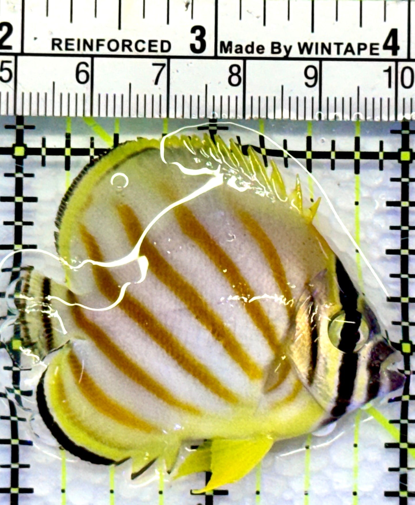 Ornate Butterflyfish OB083102 WYSIWYG Size: S 2"