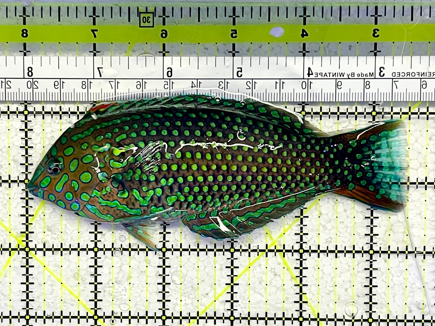 Rare Supermale Meleagris Leopard Wrasse (Tonga) Size: XL 4" to 5"