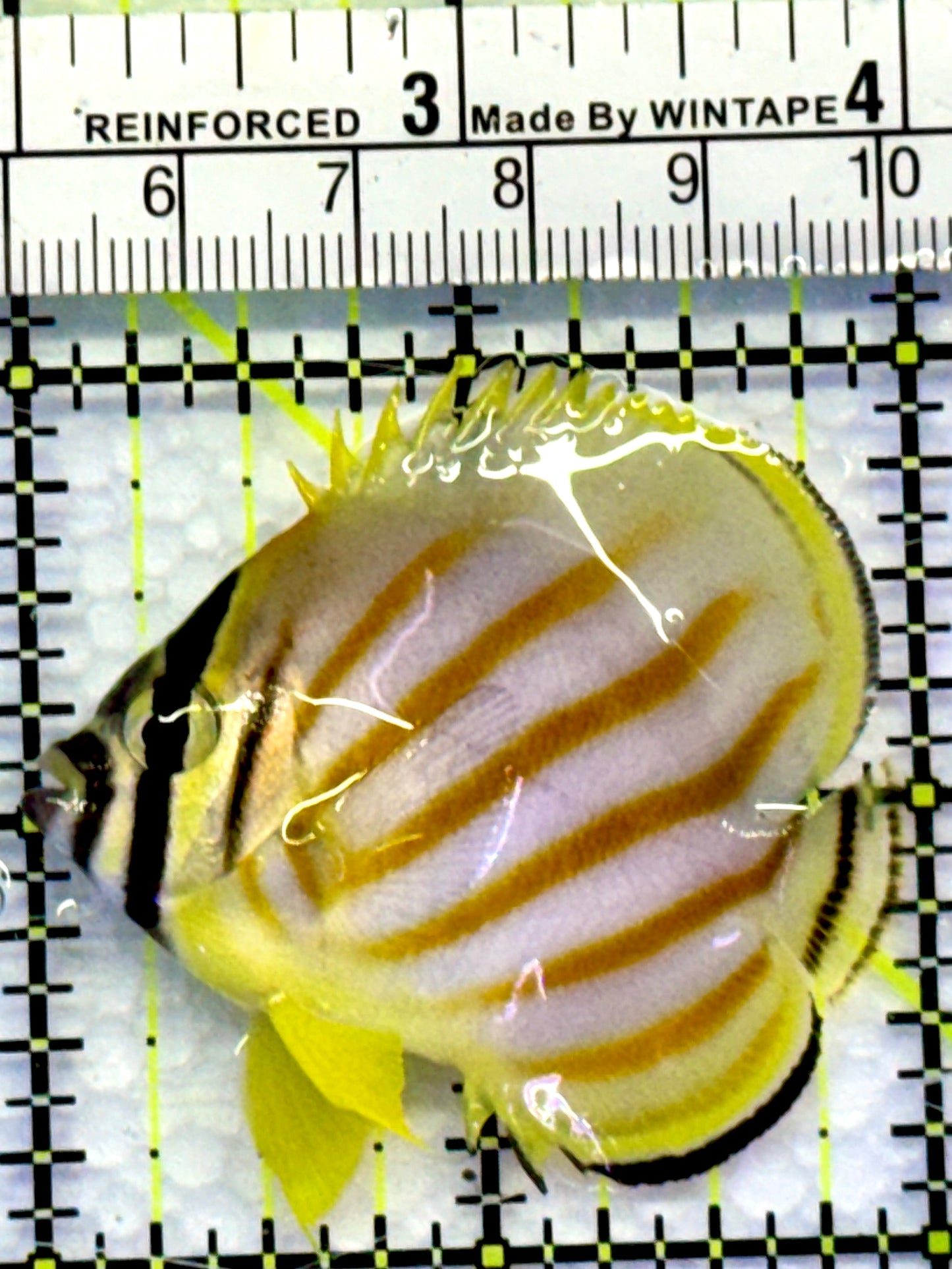 Ornate Butterflyfish OB083102 WYSIWYG Size: S 2"