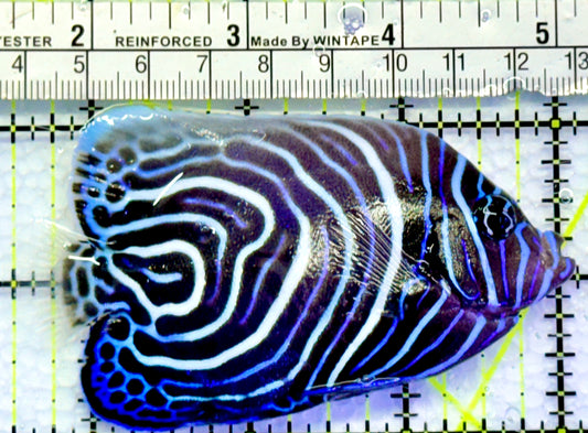 Emperor Angelfish Juvenile EAJ083102 WYSIWYG Size: L 3.5"