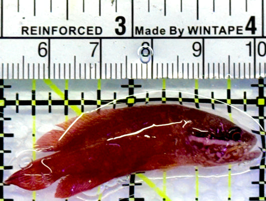 Rare Red Podge Soapfish RPS083101 WYSIWYG Size: 2"