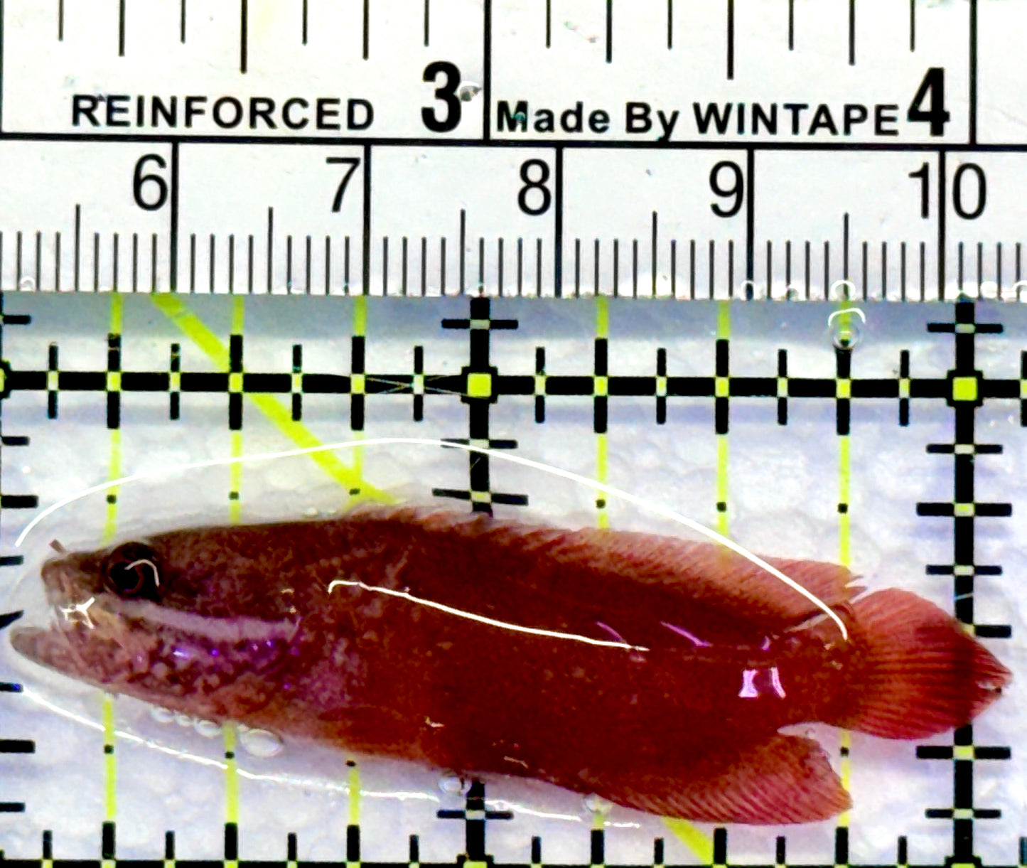 Rare Red Podge Soapfish RPS083101 WYSIWYG Size: 2"
