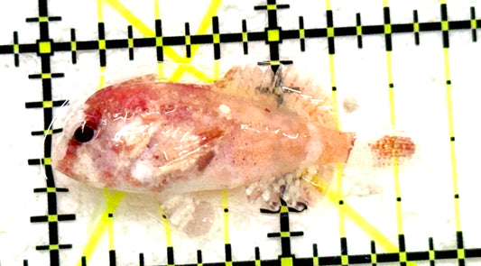 Red Rooster Pygmy Waspfish (Cockatoo Fish) RRPW081703 WYSIWYG Size: S 1.5" approx