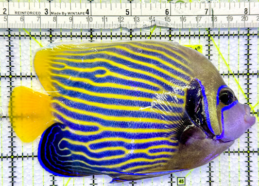Emperor Angelfish Adult EAA083101 WYSIWYG Size: L 6"