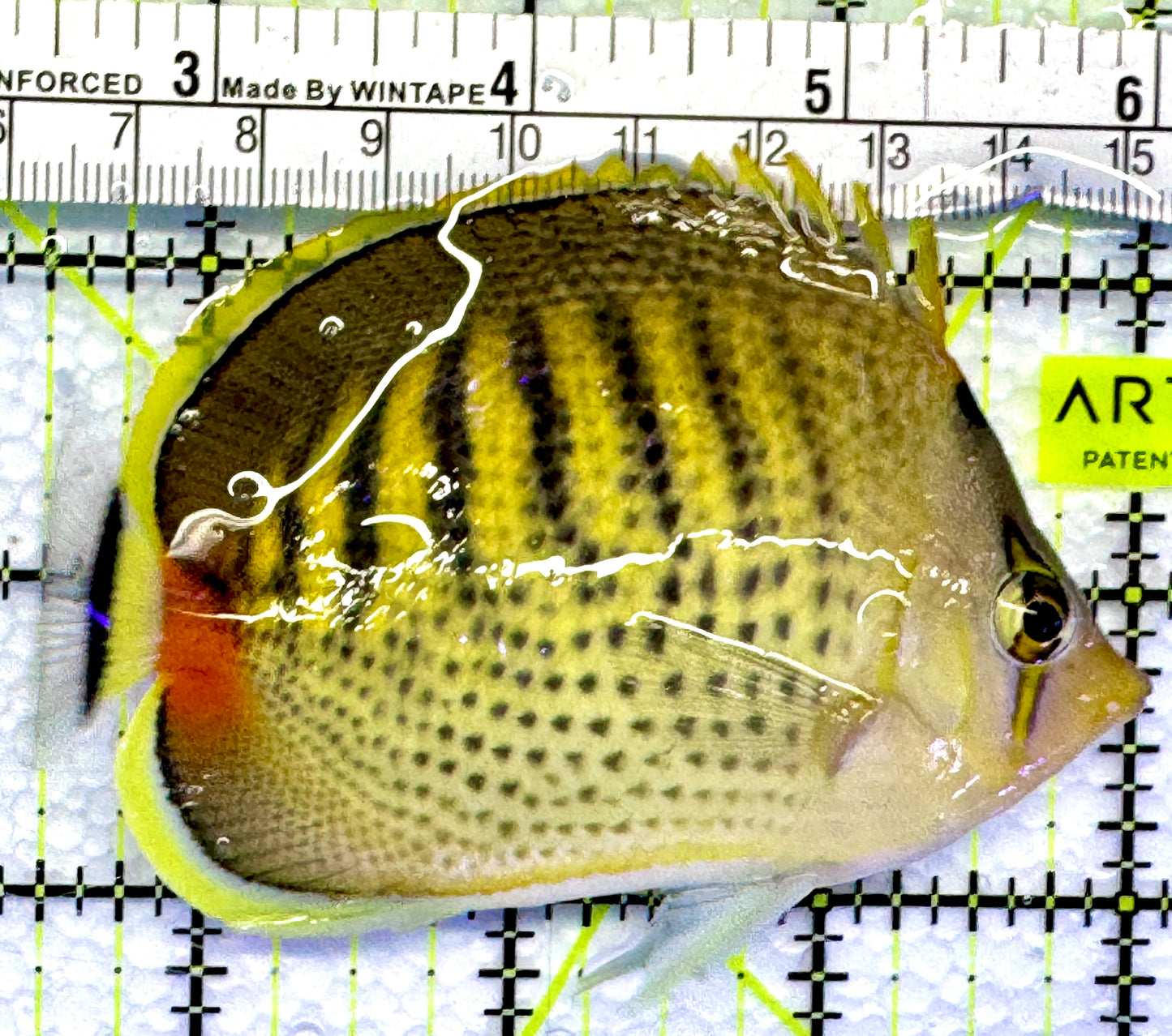 Punctato Butterflyfish PB083101 WYSIWYG Size: M 3.75”