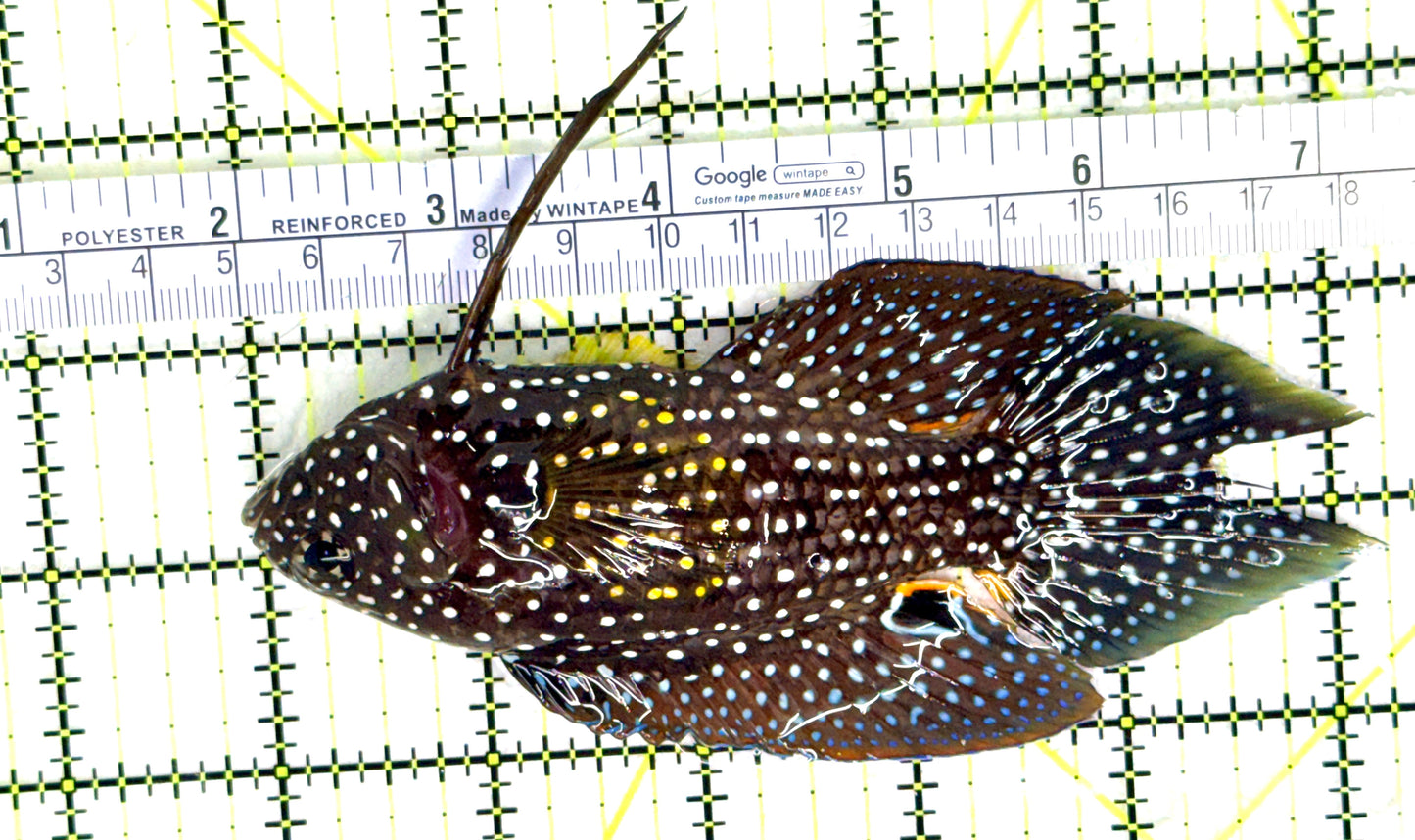 Altevelis Marine Betta (large spotted species) AMB081801 WYSIWYG Size: SHOW 5.25" approx