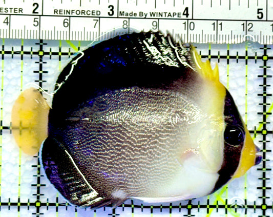 Singapore Angelfish SA083101 WYSIWYG Size: M 3.25"