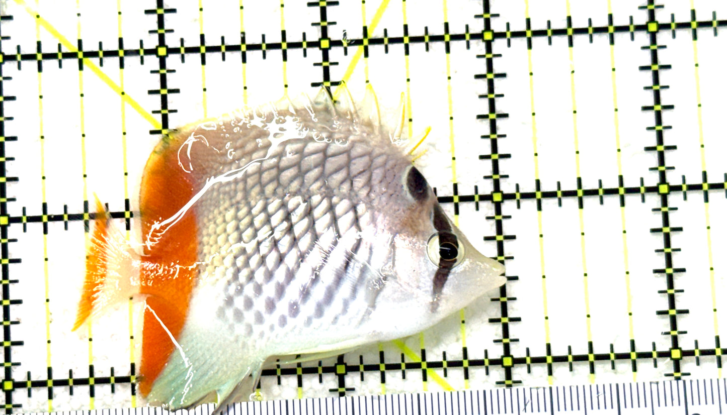 Pearlscale Butterflyfish PB081801 WYSIWYG Size: S 2.5" approx