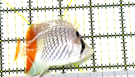 Pearlscale Butterflyfish PB081801 WYSIWYG Size: S 2.5" approx