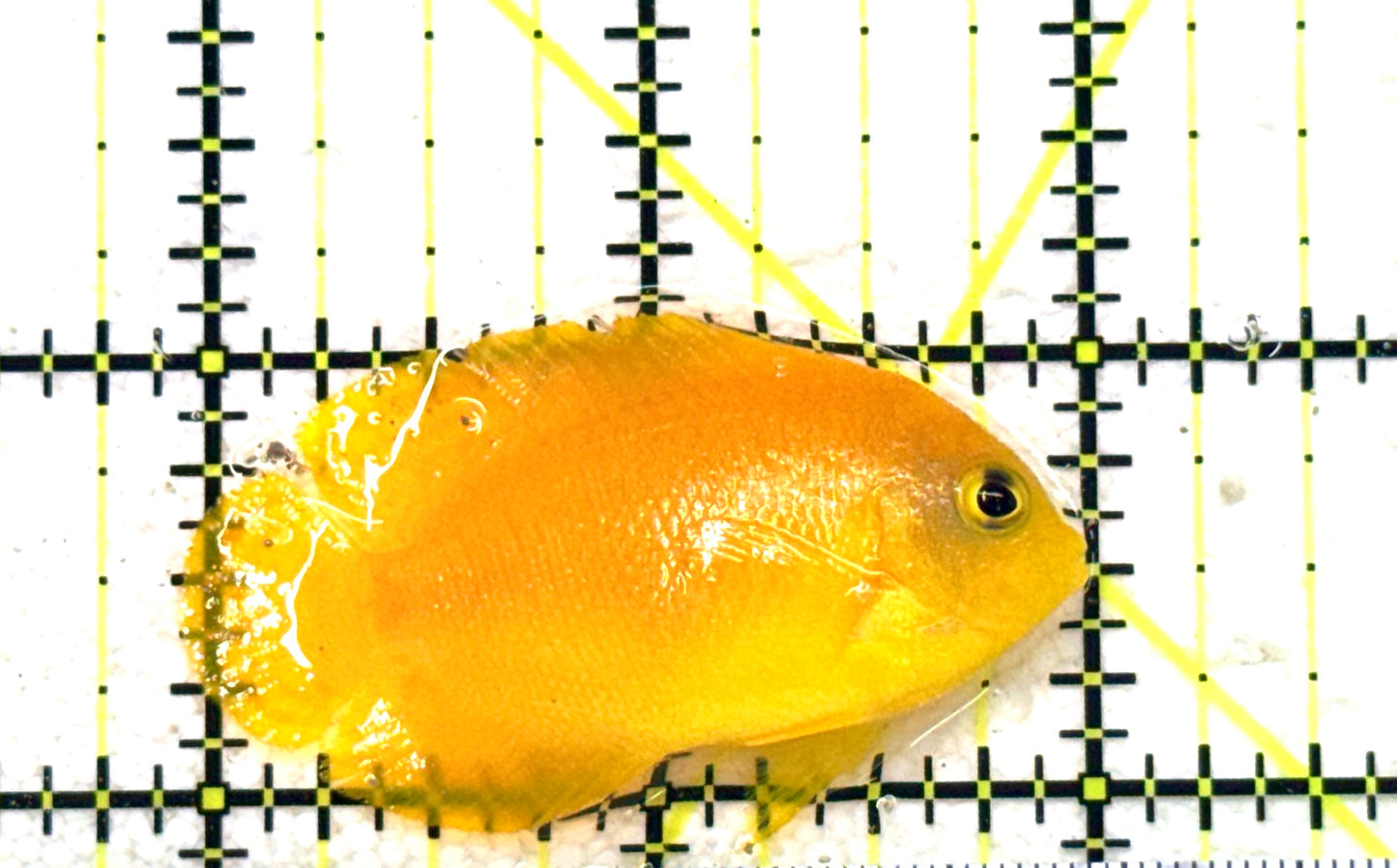 Herald's Angelfish HA081801 WYSIWYG Size: S 2" approx