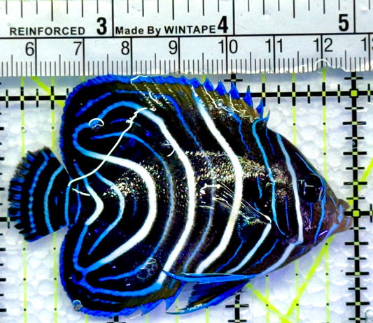 Koran Angelfish Juvenile KAJ083101 WYSIWYG Size: M 3"