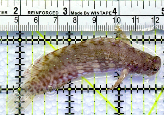 Lawnmower Blenny LB083101 WYSIWYG Size: L 3.5"
