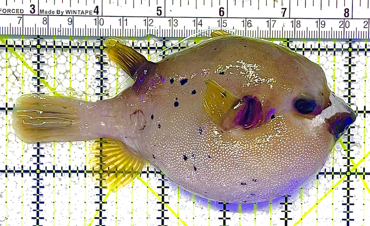Dogface Puffer Fish DPF011801 WYSIWYG Size: XL 5.5" approx