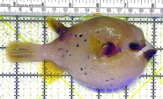 Dogface Puffer Fish DPF011801 WYSIWYG Size: XL 5.5" approx